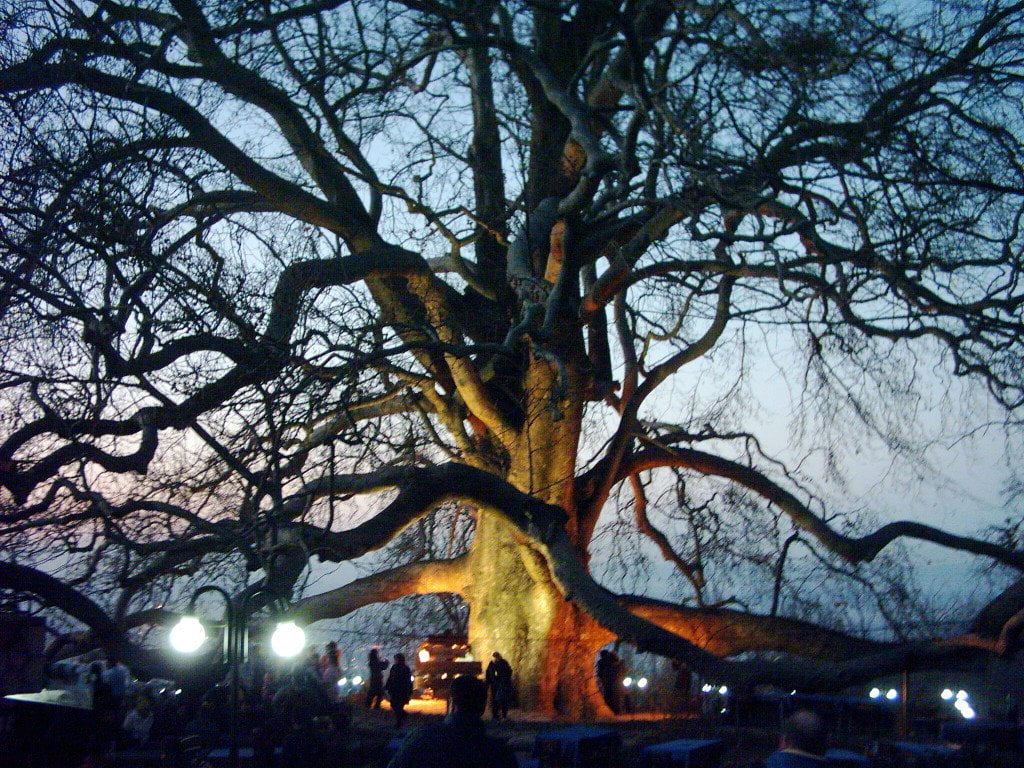الشجرة التاريخية في بورصة