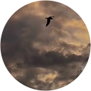 M Alshalani profile picture